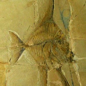 Angelfish Lookdown Jackfish (Ceratoichthys pinnatiformis)