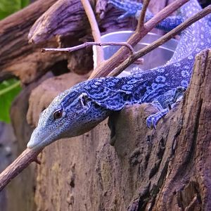 Varanus macraei