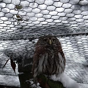 Glaucidium passerinum