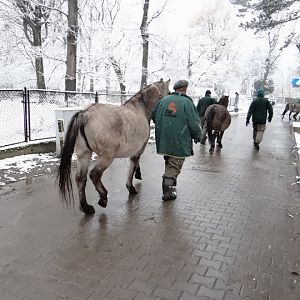 Equus caballus caballus