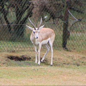 Persian gazelle