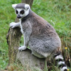 Ring-tailed lemur
