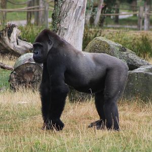 Western lowland gorilla