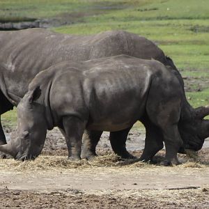 Southern white rhinos