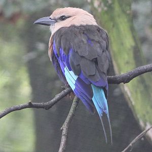 Blue-bellied roller