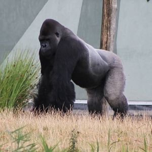 Western lowland gorilla