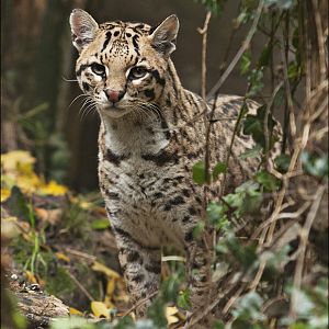 Ocelot at Zoo in der Wingst