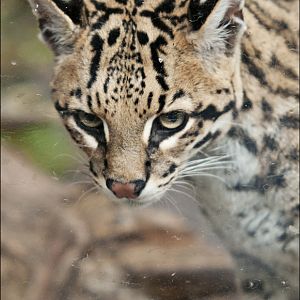 Ocelot at Zoo in der Wingst