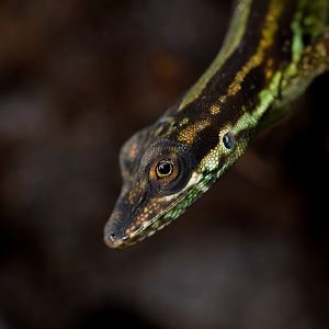 Spotted martinique's anole - Anolis roquet summus