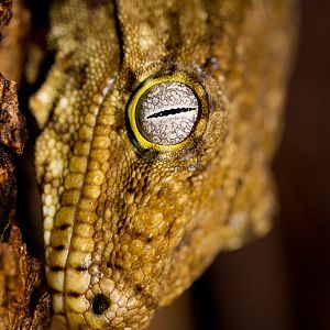 New Caledonia giant gecko - Rhacodactylus leachianus