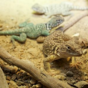 Collared lizards - Crotaphytus collaris