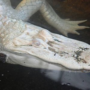 White American Alligator at St. Augustine, 11/10/13