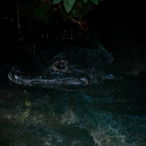 Chinese Alligator at St. Augustine, 11/10/13