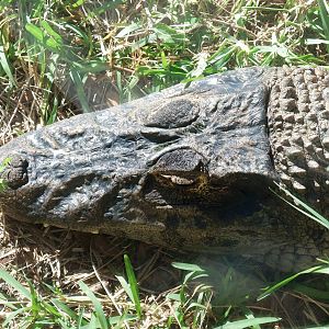Black Caiman at St. Augustine, 11/10/13