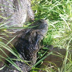 Broad-fronted Caiman at St. Augustine, 11/10/13
