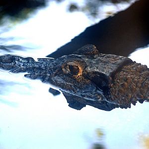Cuvier's Dwarf Caiman at St. Augustine, 11/10/13