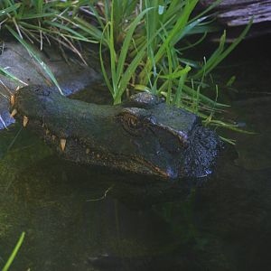 Schneider's Dwarf Caiman at St. Augustine, 11/10/13