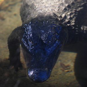 Spectacled Caiman at St. Augustine, 11/10/13