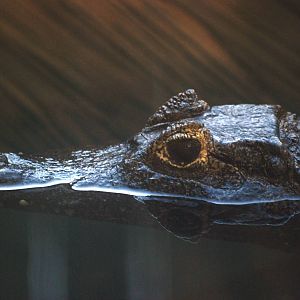 Yacare Caiman at St. Augustine, 11/10/13
