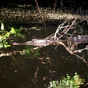 American Crocodile at St. Augustine, 11/10/13