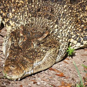 Cuban Crocodile at St. Augustine, 11/10/13