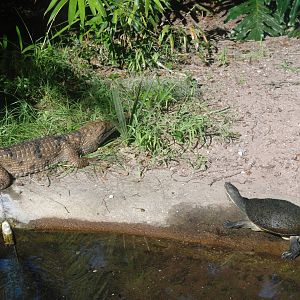 Johnston's River Crocodile at St. Augustine, 11/10/13