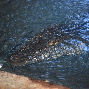 Morelet's Crocodile at St. Augustine, 11/10/13