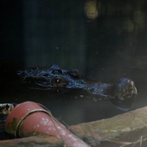 New Guinea Crocodile at St. Augustine, 11/10/13