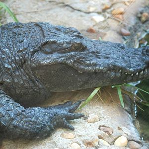 Nile Crocodile at St. Augustine, 11/10/13