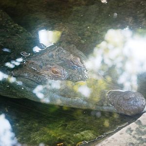 Orinoco Crocodile at St. Augustine, 11/10/13