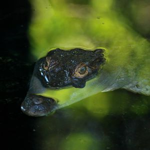 Philippine Crocodile at St. Augustine, 11/10/13