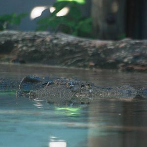 Saltwater Crocodile at St. Augustine, 11/10/13