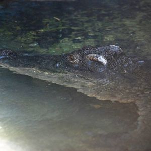 Siamese Crocodile at St. Augustine, 11/10/13