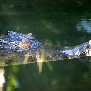Slender-snouted Crocodile at St. Augustine, 11/10/13