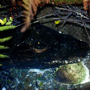 Dwarf Crocodile at St. Augustine, 11/10/13
