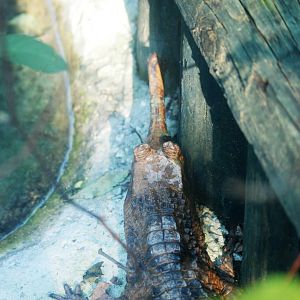 False (Malaysian) Gharial at St. Augustine, 11/10/13