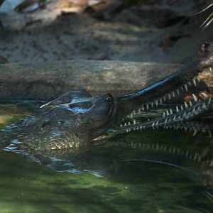 Indian Gharial at St. Augustine, 11/10/13