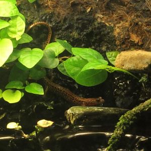 Festival of Lights 2013 - Reptile House - Spotted-tail Salamander