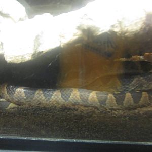 Festival of Lights 2013 - Reptile House - Cat-eyed Snake