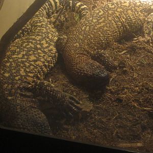 Festival of Lights 2013 - Reptile House - Beaded Lizards