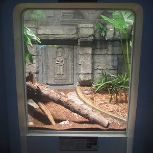 Festival of Lights 2013 - Reptile House - King Cobra Exhibit