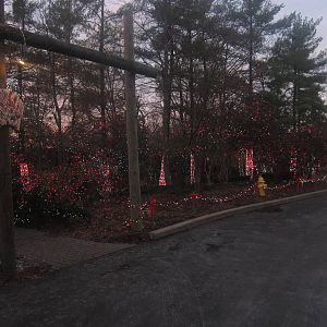 Festival of Lights 2013 - Candy Cane Forest