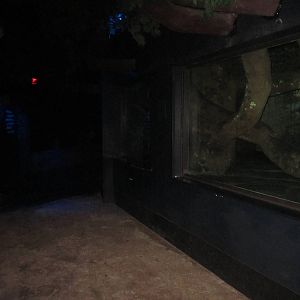 Festival of Lights 2013 - Night Hunters - Clouded Leopard Exhibit Viewing