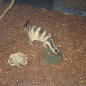 Festival of Lights 2013 - Night Hunters - Banded Palm Civet