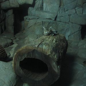 Festival of Lights 2013 - Night Hunters - Black-footed Cat