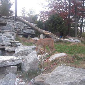 Festival of Lights 2013 - Cat Canyon - Cougar on the move