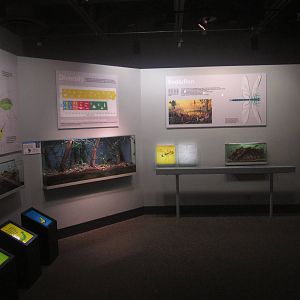 Festival of Lights 2013 - World of the Insect