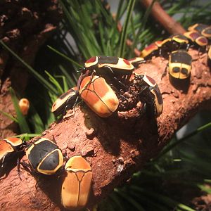 Festival of Lights 2013 - World of the Insect - Taxi-cab Beetles