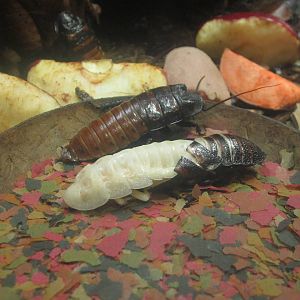 Festival of Lights 2013 - World of the Insect - Madagascar Hissing Cockroac