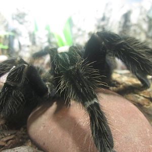 Festival of Lights 2013 - World of the Insect - Salmon-pink Birdeater